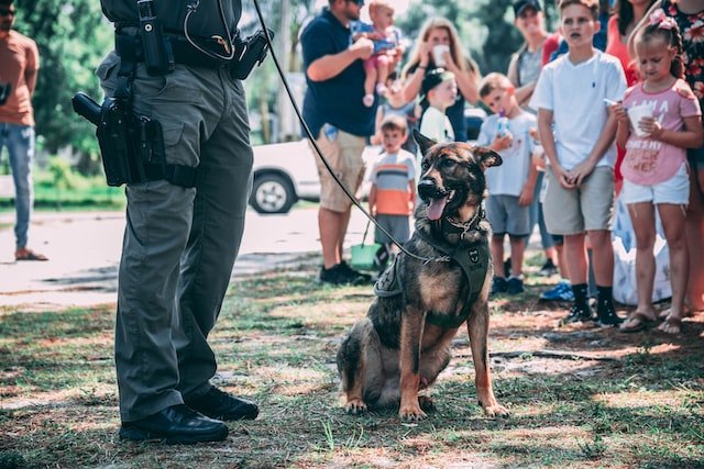 Police dog with policemen and children in the background.
Are Police Dogs Neutered