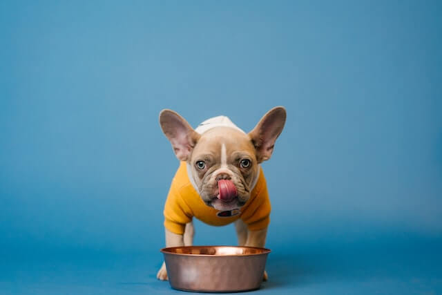 Can dogs eat cream of wheat?
Bulldog licking his tongue, bowl in front of him!