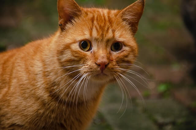 There is an orange tabby cat looking at you.
why are orange cats so dumb?