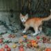Why do cats like the pspsps sound?