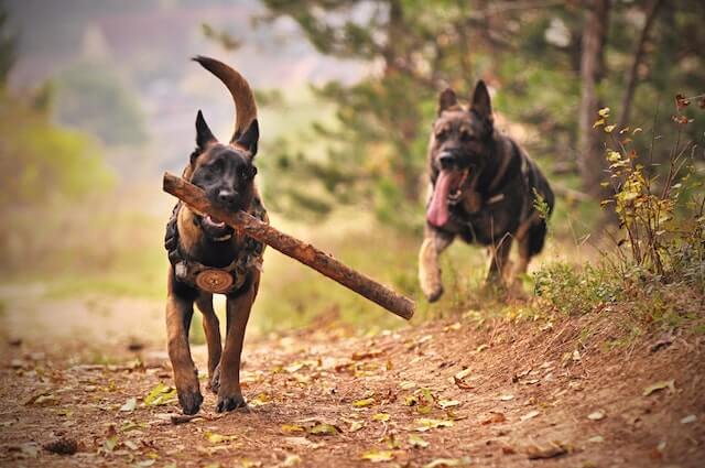 Do police dogs get paid? 

Two Adult Black-and-tan German Shepherds Running on Ground
