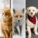 Are Foxes Closer to Dogs or Cats