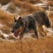 Are Australian Cattle Dogs aggressive