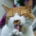 Is Fabuloso safe for cats