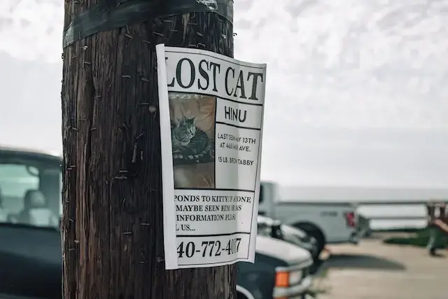 When to stop looking for a lost cat? White Paper Signage on the Tree Bark.