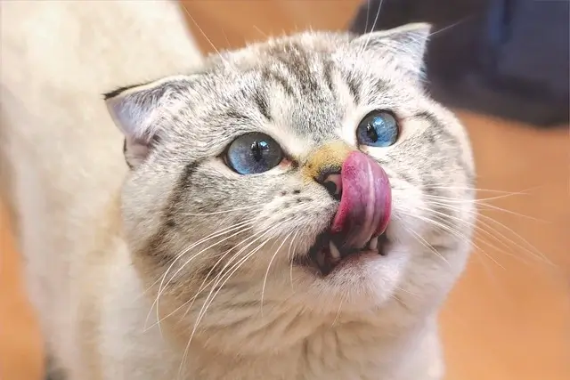 Why do cats lick their nose? Close-up shot of a white cat licking its nose.