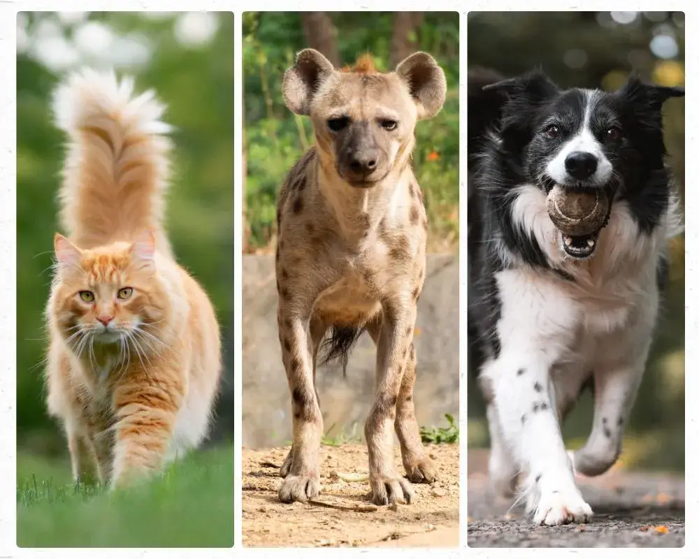 Are hyenas closer to dogs or cats? Cat vs Hyena vs Dog