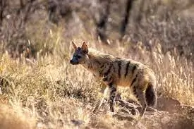 Striped Hyena Standing on Brown Grass
