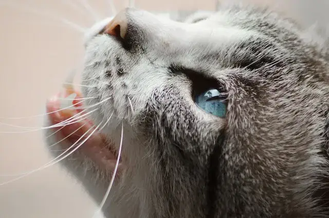 Should i trim my cat's whiskers? Close Photo of Gray and White Cat.