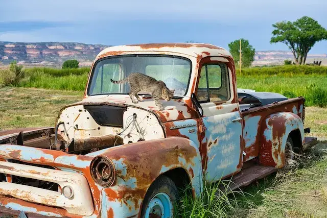 Do feral cats meow? A feral Cat on an Abandoned Car Parked on the Field
