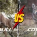 Pitbull Vs Coyote