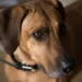 rhodesian ridgeback vs lion
