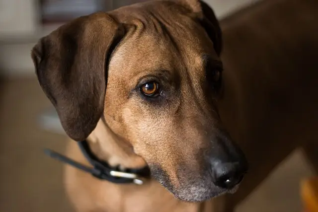 Rhodesian Ridgeback closeup picture